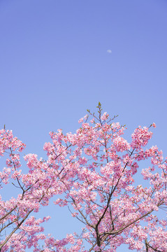 櫻花