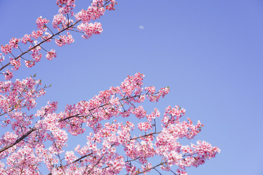 櫻花