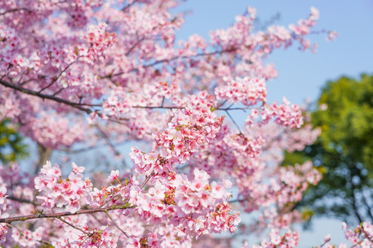 櫻花