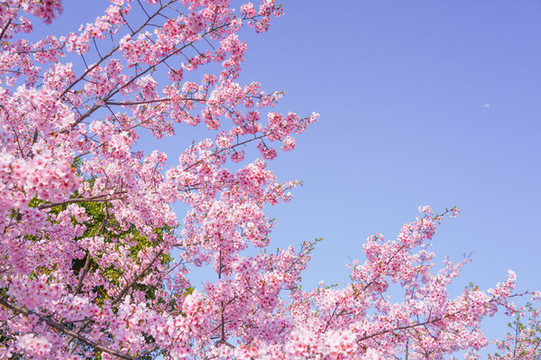 櫻花