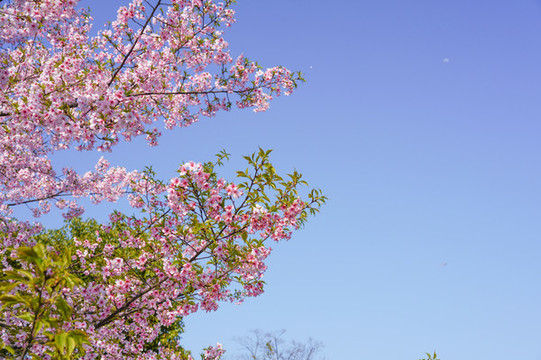 櫻花
