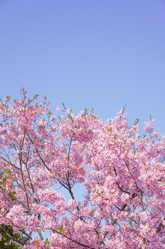 櫻花