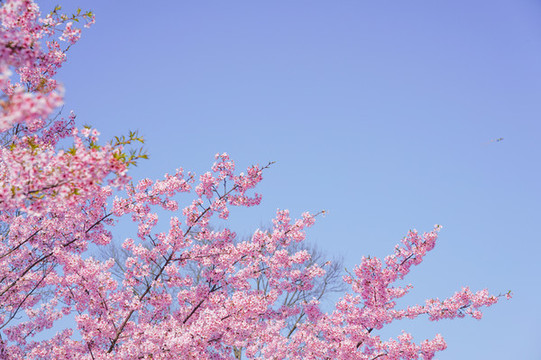 櫻花