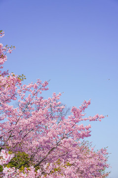 櫻花