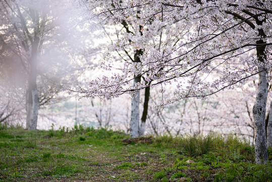 櫻花