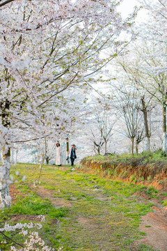 櫻花園