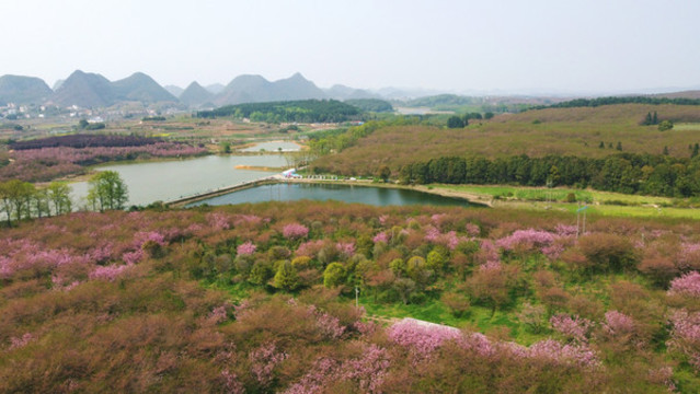 平壩櫻花貴安櫻花園