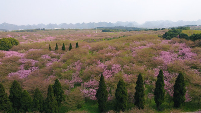 平壩櫻花貴安櫻花園