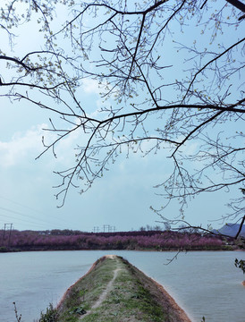 平壩櫻花貴安櫻花園