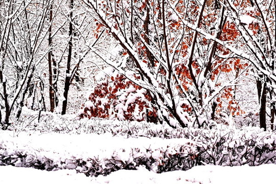 春雪