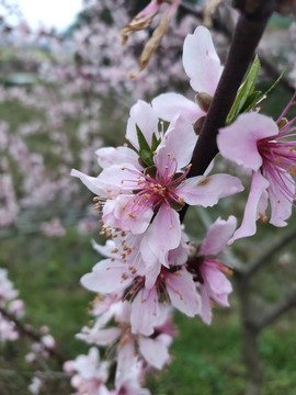 桃花小清新