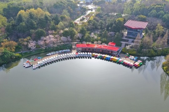 疫情下的青楓公園