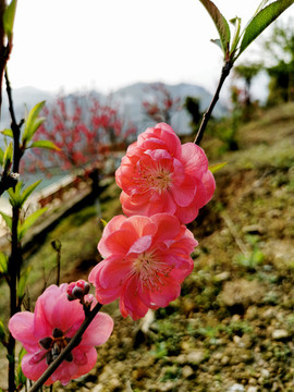 桃花