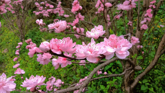 觀賞桃花