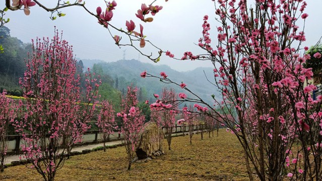 觀賞桃花園玉蘭花
