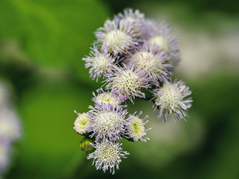 白花臭草