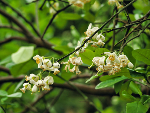 柚子開花