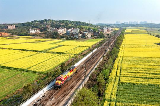 機(jī)車駛過油菜花盛開的鐵道線