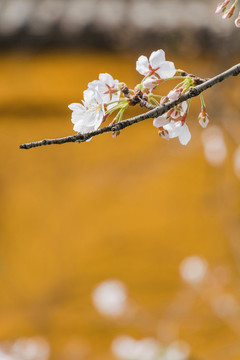 春天花朵白色櫻花開放