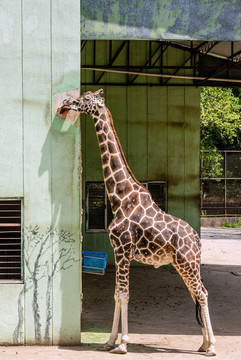 動(dòng)物園里的長頸鹿