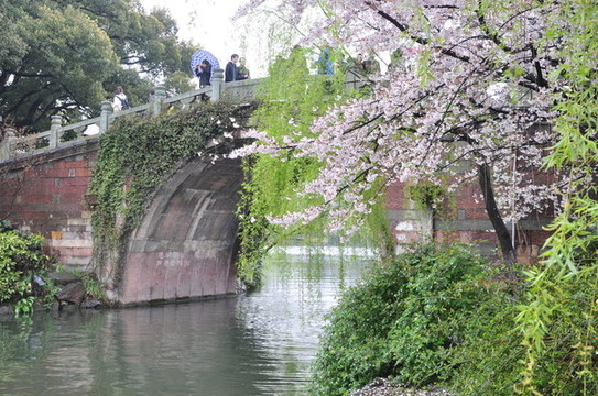 春天游覽杭州西湖跨虹橋