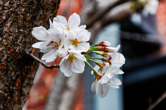 櫻花