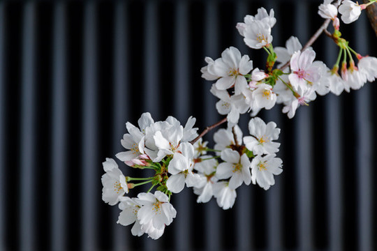 櫻花