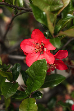 春天花朵紅色陽(yáng)光綠葉