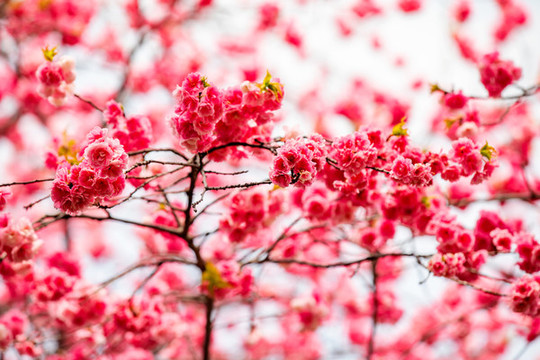 櫻花