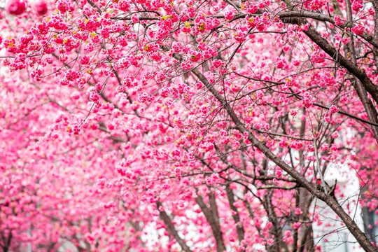櫻花