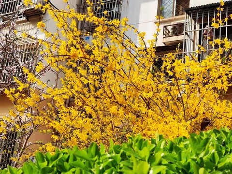 迎春花