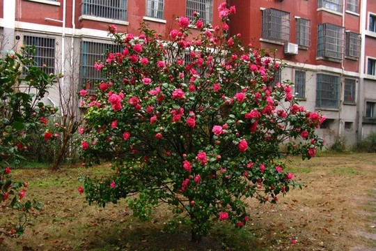 山茶花