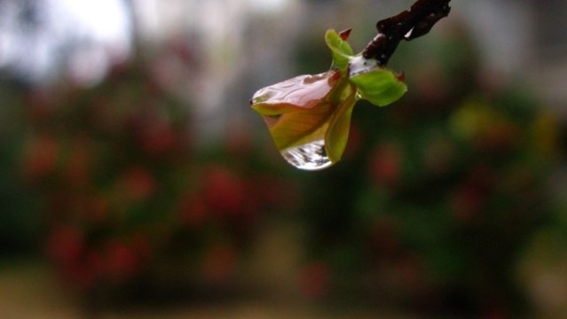 紫薇