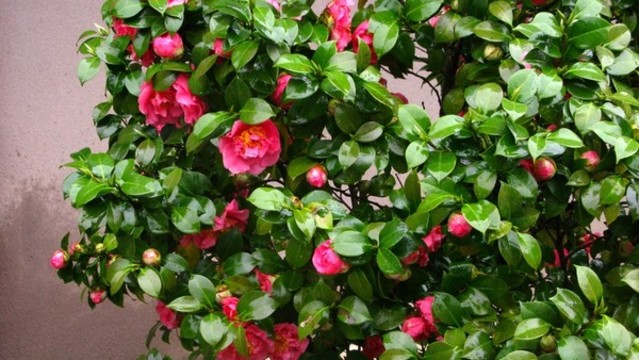山茶花