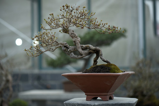 花木盆景的紋理