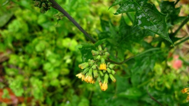 黃鵪菜