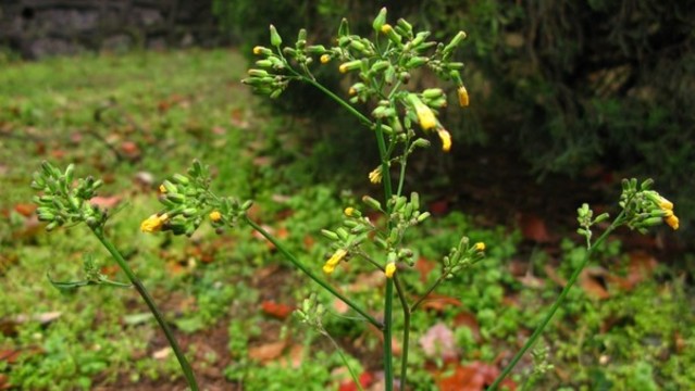 黃鵪菜