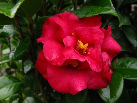 山茶花