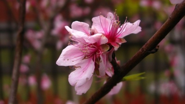 桃花