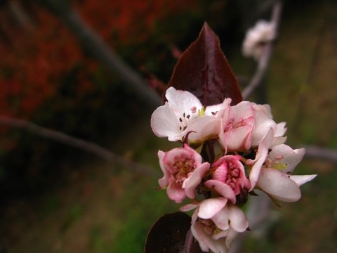 李花