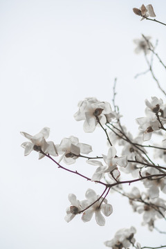玉蘭花