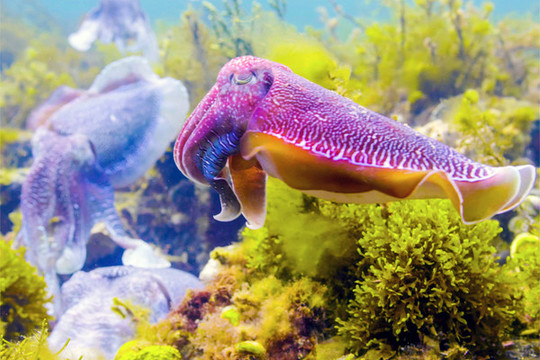海洋生物