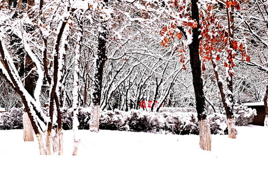 春雪