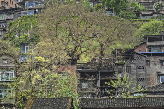 黃葛樹