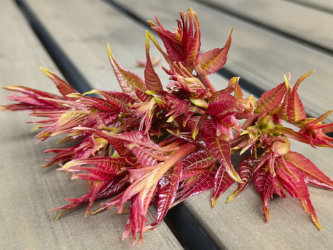 靜物紅香椿頭