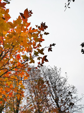 紅葉