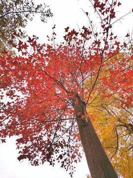 仰望紅葉大樹