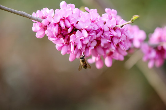 蜂戀花