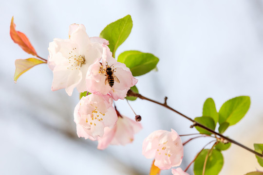 蜂戀花