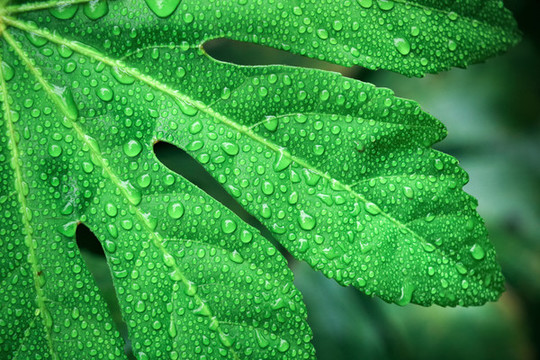 下雨天綠色樹(shù)葉上的水滴雨水